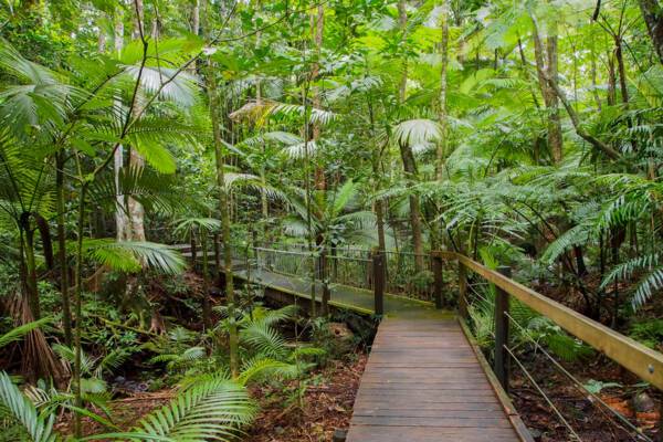 Rainforest in Cairns